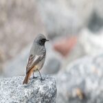 Cardinal Bird Call Sound Clips From Orange Free Sounds